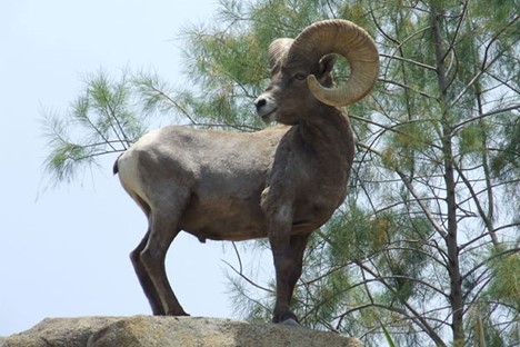 Bighorn sheep from the zoo of san juan de aragon