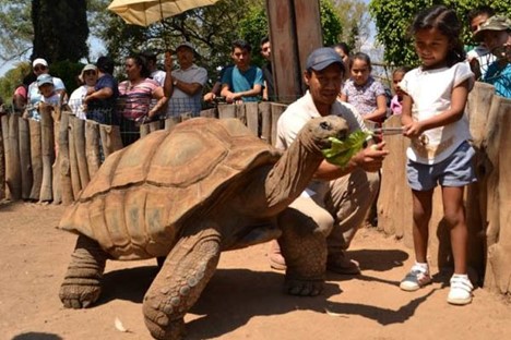 Girl and giant turtle at Benito Juarez Zoo