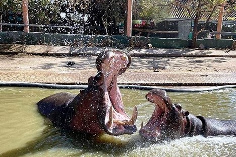 Hippos from wameru zoo
