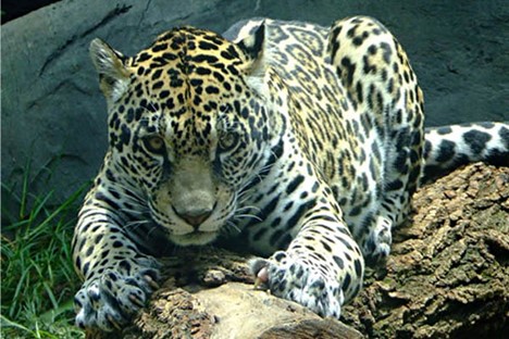 Jaguar from the Chapultepeq zoo
