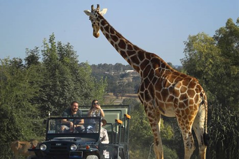 Tourists and giraffe on africamsafari