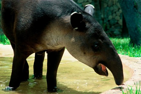 Xcaret zoo tapir