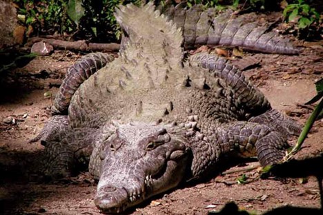 Zoomat crocodile