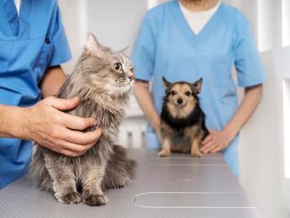 Closeup view of the veterinarian taking care of the pet. Top 3 best veterinarians in Mexico City