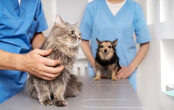 Closeup view of the veterinarian taking care of the pet. Top 3 best veterinarians in Mexico City