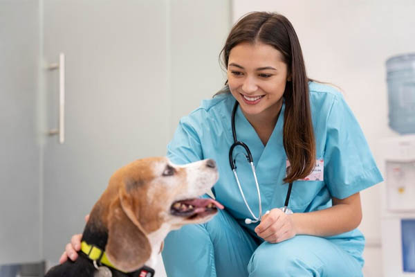 Veterinarian shot medium cute